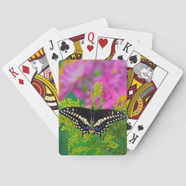 Jeu De Cartes Un papillon swallowtail atterrissant (dos)