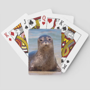 Jeu De Cartes Un phoque sur une plage le long de la côte Pacifiq