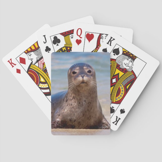 Jeu De Cartes Un phoque sur une plage le long de la côte Pacifiq (dos)