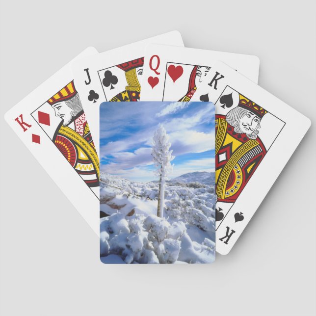 Jeu De Cartes Un yucca enneigé (dos)
