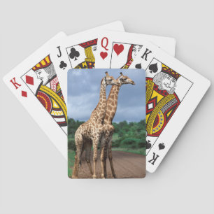 Jeu De Cartes Une paire de girafes sur la route, Kruger National