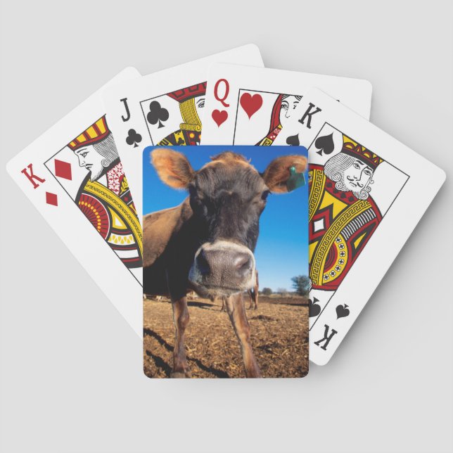 Jeu De Cartes Une vache du Jersey étant curieuse (dos)