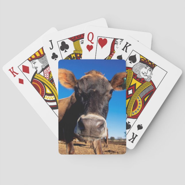 Jeu De Cartes Une vache Jersey curieuse (dos)
