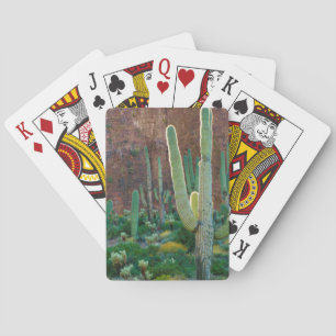 Jeu De Cartes USA, Arizona. Le Champ De Cactus Du Saguaro Par Un