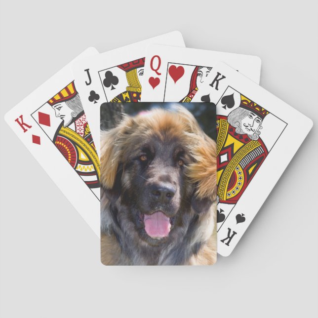 Jeu De Cartes USA, California. Portrait Of Leonberger Sitting (dos)