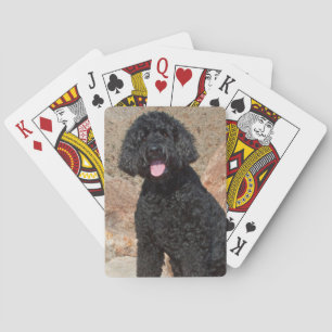 Jeu De Cartes USA, Californie. Labradoodle assis