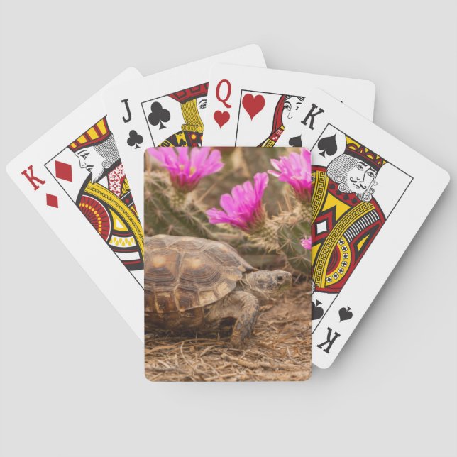 Jeu De Cartes USA, Texas, comté d'Hidalgo. Tortue (dos)