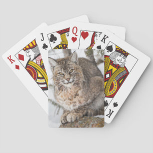 Jeu De Cartes USA, Wyoming, Parc national de Yellowstone, Bobcat
