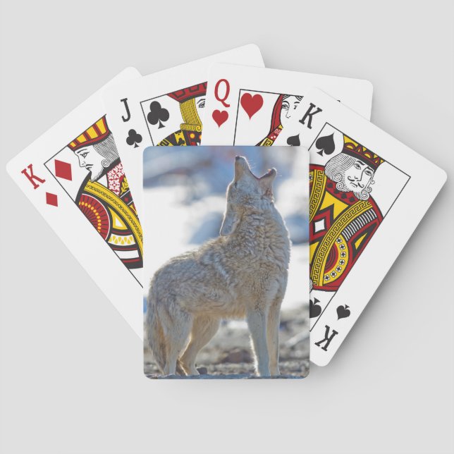 Jeu De Cartes USA, Wyoming, Parc national de Yellowstone, Coyote (dos)