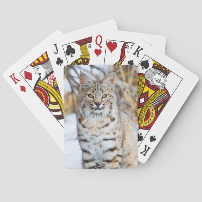 Jeu De Cartes USA, Wyoming, Portrait de Bobcat (dos)