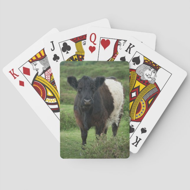Jeu De Cartes Vache galloway à ceinture (dos)