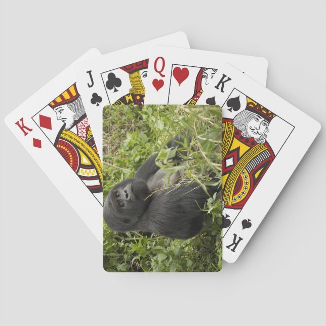 Jeu De Cartes Volcanoes National Park, Mountain Gorilla (dos)