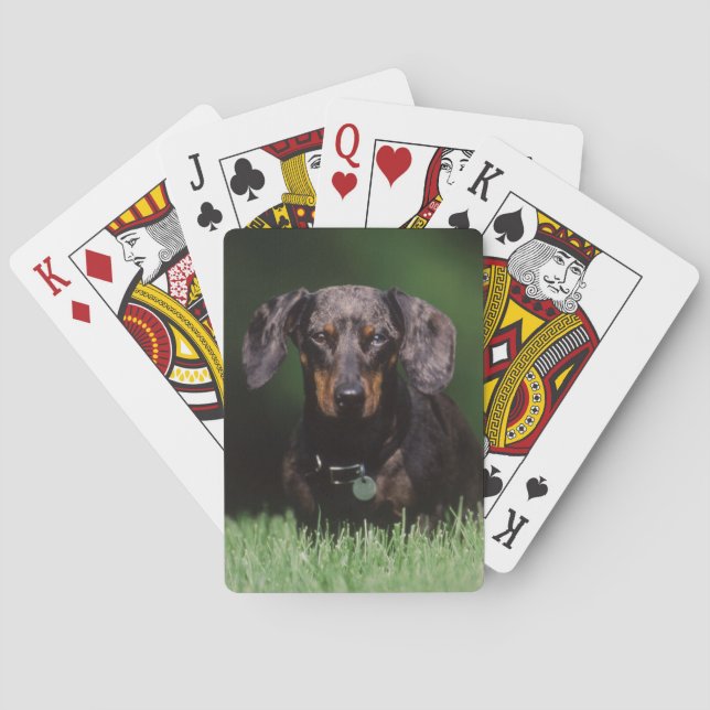 Jeu De Cartes Vue de Dachshund couleur panaché (dos)