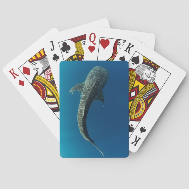 Jeu De Cartes Vue de dessus d'un requin baleine (dos)