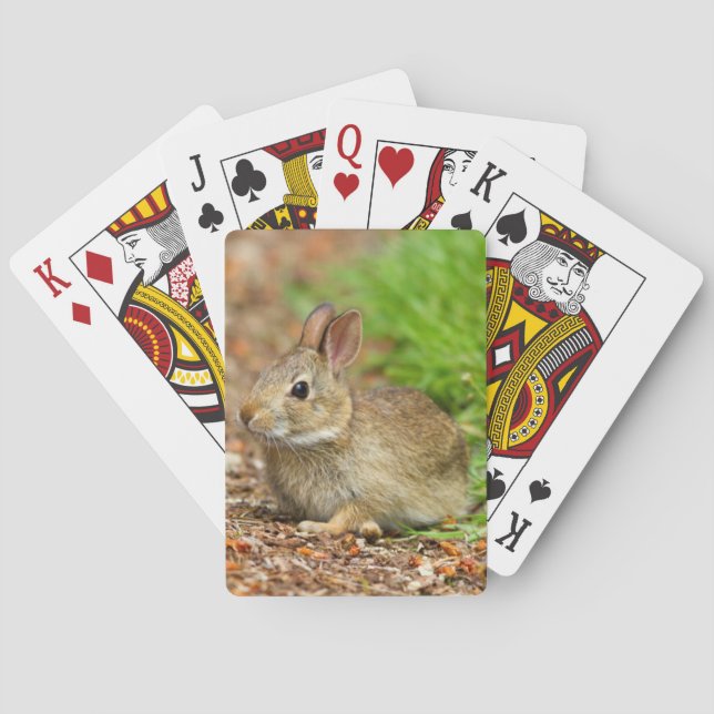 Jeu De Cartes WA, Redmond, lapin bébé à queue blanche (dos)