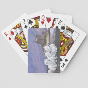Jeu De Cartes Westies en Écosse