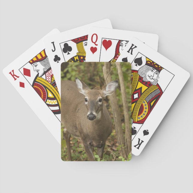 Jeu De Cartes White Tailed (dos)