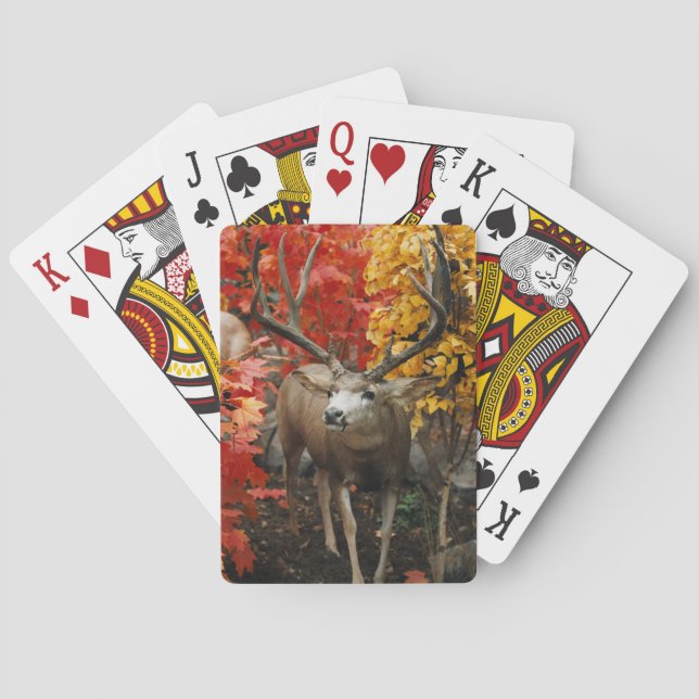 Jeu De Cartes Whitetail En Automne (dos)