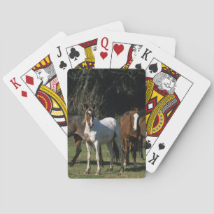 Jeu De Cartes Wild Mustang Horses 1