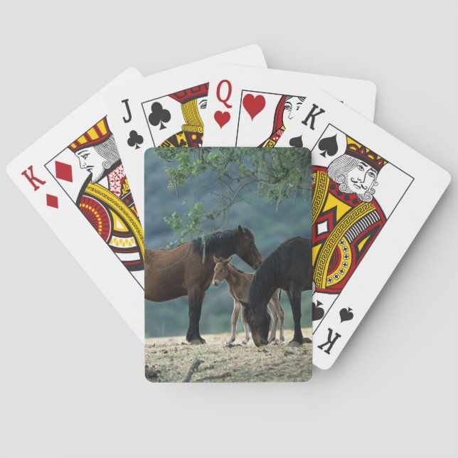 Jeu De Cartes Wild Mustang Mare & Foal (dos)
