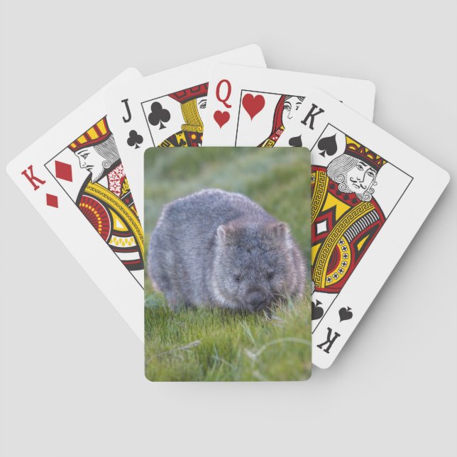 Jeu De Cartes Wombat Extraordinaire dans l'Australie de l'Herbe, (dos)