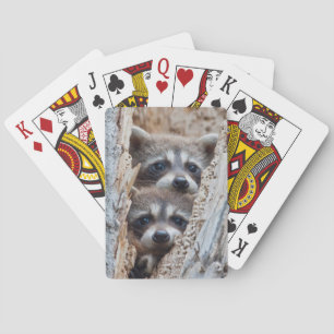 Jeu De Cartes Wyoming, comté de Lincoln, Raton laveur