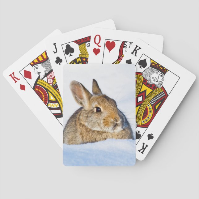 Jeu De Cartes Wyoming, comté de Sublette, lapin de Nuttall (dos)