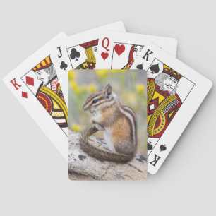 Jeu De Cartes Wyoming, comté de Sublette, Tamia mineur