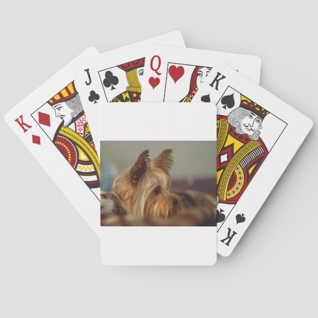 Jeu De Cartes Yorkshire Terrier (dos)