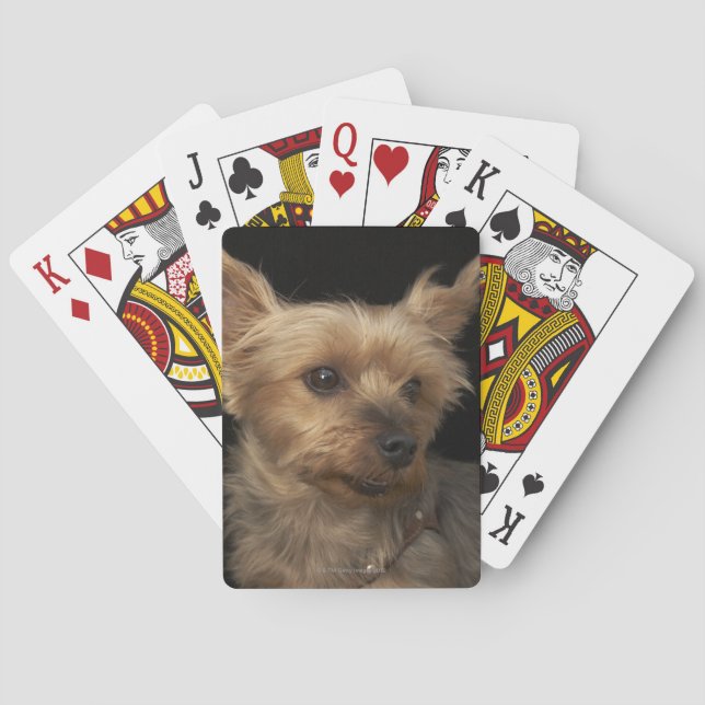 Jeu De Cartes Yorkshire terrier à poils courts regardant vers la (dos)