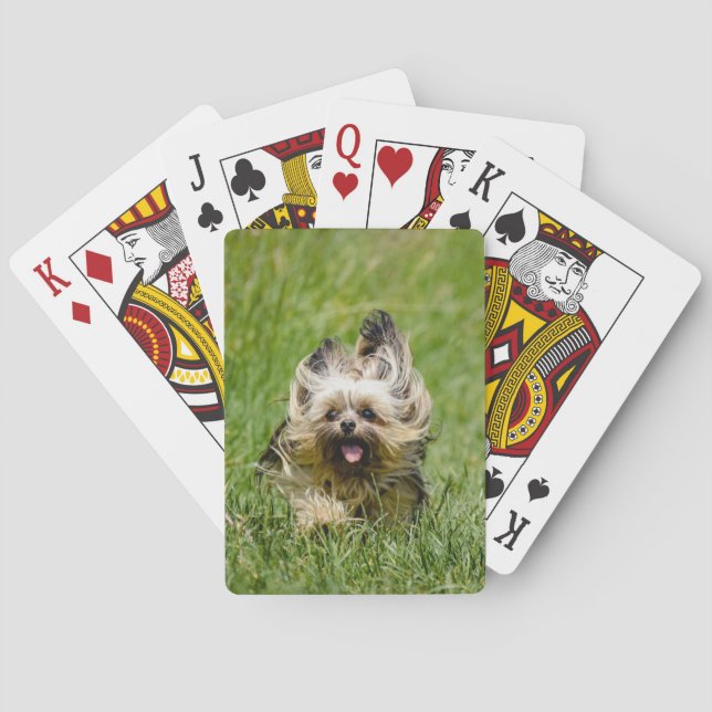 Jeu De Cartes Yorkshire Terrier mignon courant dans l'herbe (dos)