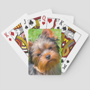 Jeu De Cartes Yorkshire Terrier qui regarde vers le haut