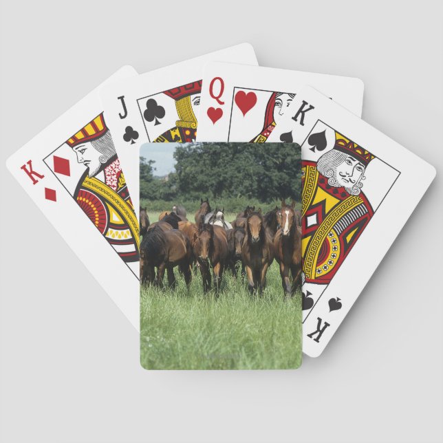 Jeu De Cartes Youngers (dos)
