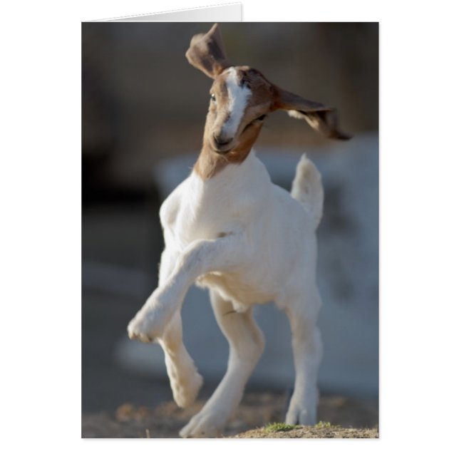 Jeu de chèvre (Devant)