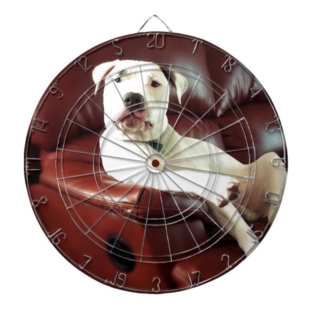 Jeu De Fléchettes chien pitbull blanc drôle sur le canapé (Devant)