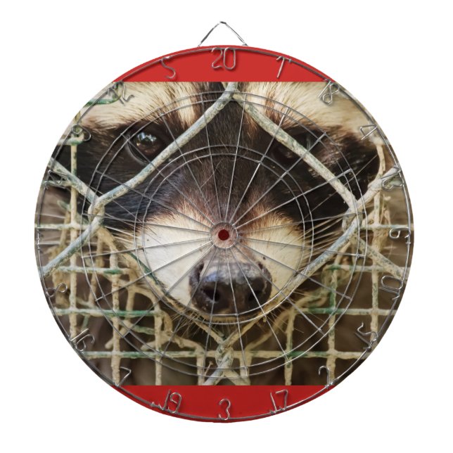 Jeu De Fléchettes le triste look d'un raccon derrière le tableau de  (Devant)