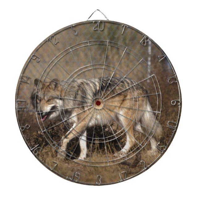 JEU DE FLÉCHETTES LOUPS (Devant)