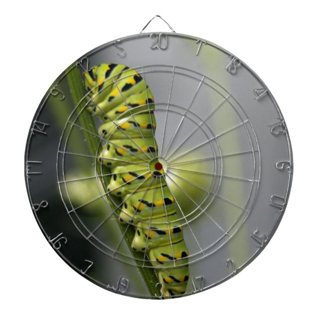 Jeu De Fléchettes Pilière à queue noire (chenille) sur Dil (Devant)