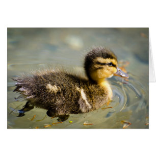 Jeune bébé canard