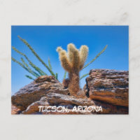 Jeune Cactus Cholla Ours Teddy, Carte Postale d'Ar