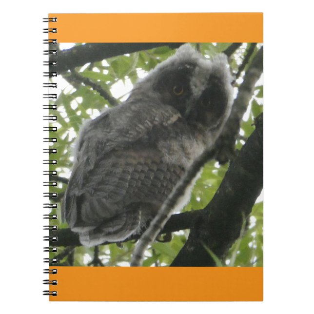 Jeune Carnet photo de hibou à oreilles longues (Devant)