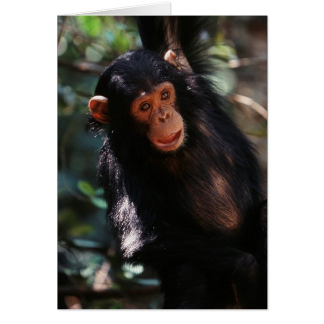 Jeune chimpanzé (Devant)