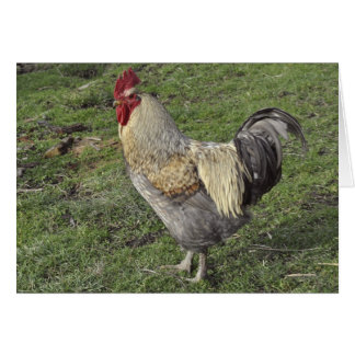 jeune coq croisé léger du Sussex