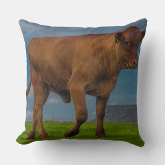 Jeune coussin photo taureau