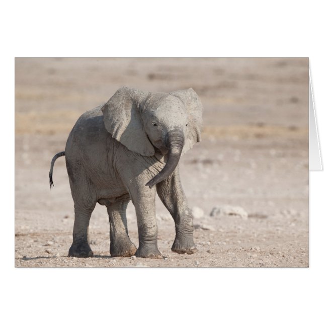 Jeune éléphant joueur (Devant horizontal)