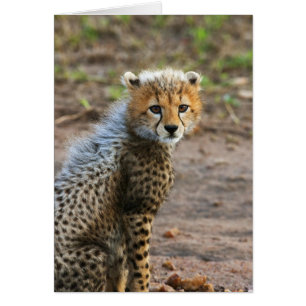 Jeune guépard Acinonyx Jubatus)