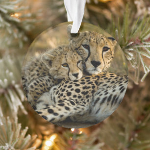 Jeune guépard câlinant sa mère