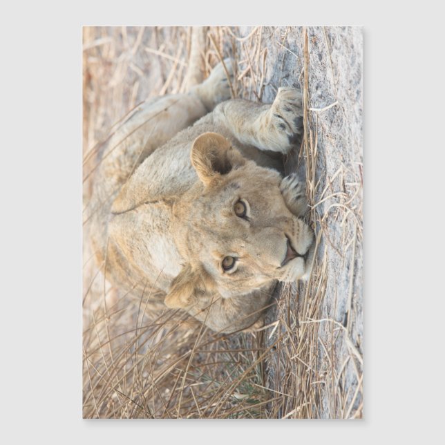 Jeune lion (Devant)