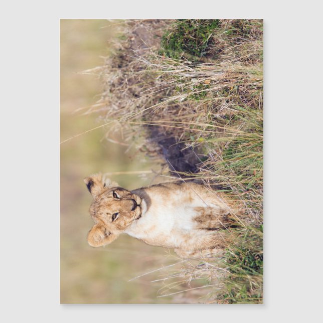 Jeune lion (Devant)