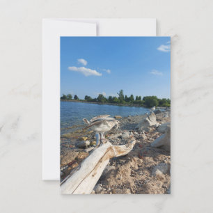 Jeune mouette au bord du lac